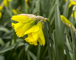 Image showing Daffodils