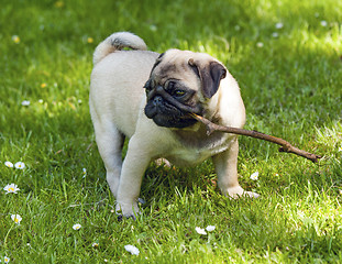 Image showing Pug