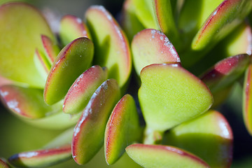 Image showing Cactus macro