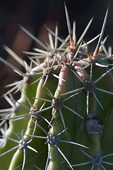 Image showing Cactus macro