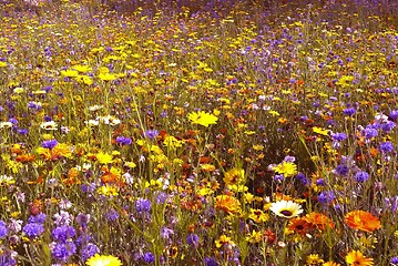 Image showing Flower field, Olympic Park