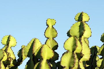 Image showing Cactus macro