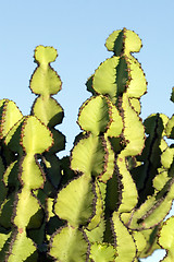 Image showing Cactus macro