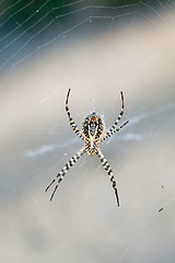 Image showing Spider in its web