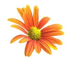 Image showing Cape daisy
