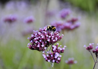 Image showing Bumblebee on lilac flower