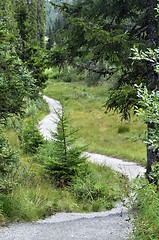 Image showing A path into the woodland