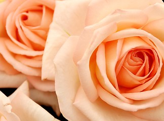 Image showing softe orange roses