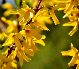 Image showing Forsythia