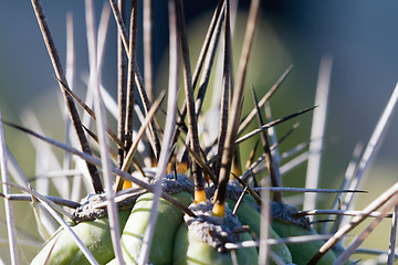 Image showing Cactus macro