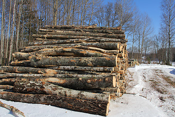 Image showing Birch Logs in Winter