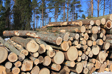 Image showing Wooden Logs with Conifers and Blue Sky