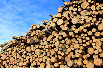 Image showing Pulp Wood and Blue Sky