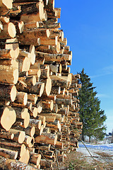 Image showing Wood and Growing Spruce Tree