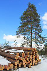 Image showing Wood and Growing Pine Tree