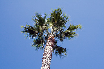 Image showing Tropical Palm tree