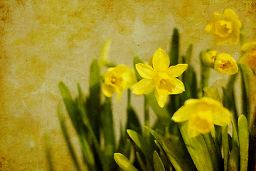 Image showing vintage spring daffodils (narcissus)