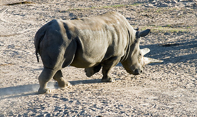 Image showing White rhinoceros