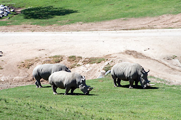 Image showing White rhinoceros