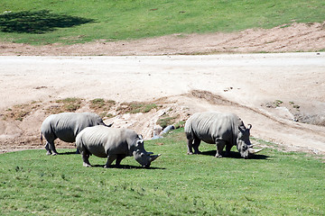 Image showing White rhinoceros