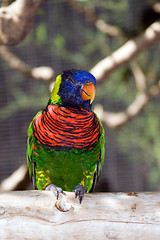 Image showing Australian Rainbow Lorikeet