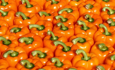 Image showing Paprika