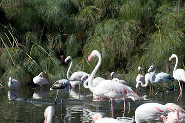 Image showing Pink Flamingo