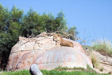 Image showing Lion