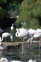 Image showing Pink Flamingo