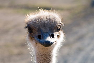 Image showing Close up of an Ostrich