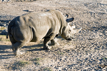 Image showing White rhinoceros