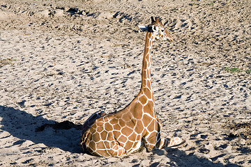 Image showing Sitting in sand