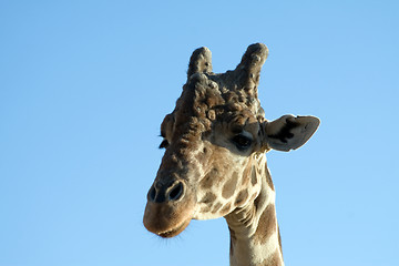 Image showing Giraffe Close-up