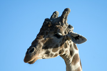 Image showing Giraffe Close-up