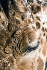 Image showing Giraffe Close-up