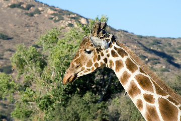 Image showing Giraffe Close-up