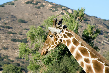 Image showing Giraffe Close-up