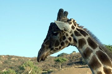 Image showing Giraffe Close-up