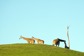 Image showing Group of giraffes