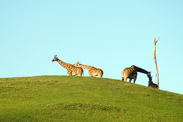 Image showing Group of giraffes