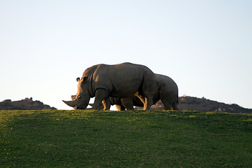 Image showing White rhinoceros