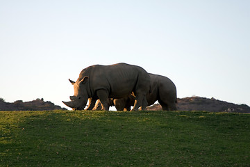 Image showing White rhinoceros