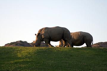 Image showing White rhinoceros