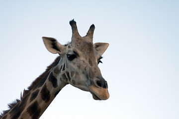 Image showing Giraffe Close-up