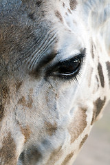 Image showing Giraffe Close-up