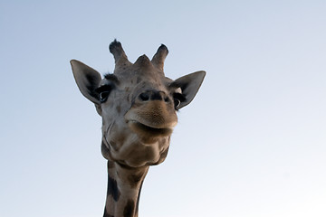 Image showing Giraffe Close-up