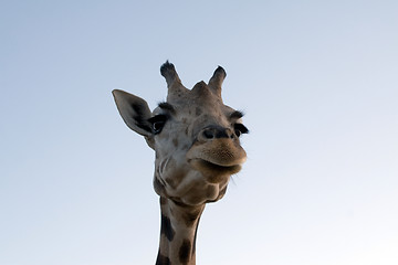 Image showing Giraffe Close-up