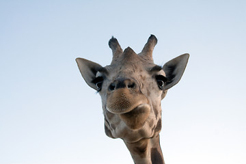 Image showing Giraffe Close-up