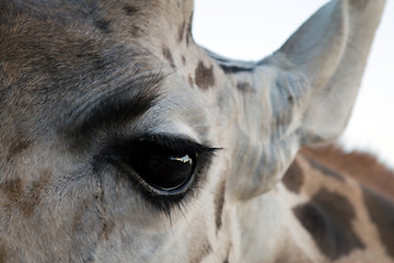 Image showing Giraffe Close-up