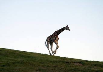 Image showing Running giraffe